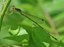Slender Spreadwing